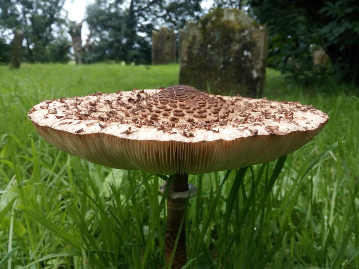 The Magic of&nbsp;Mushrooms