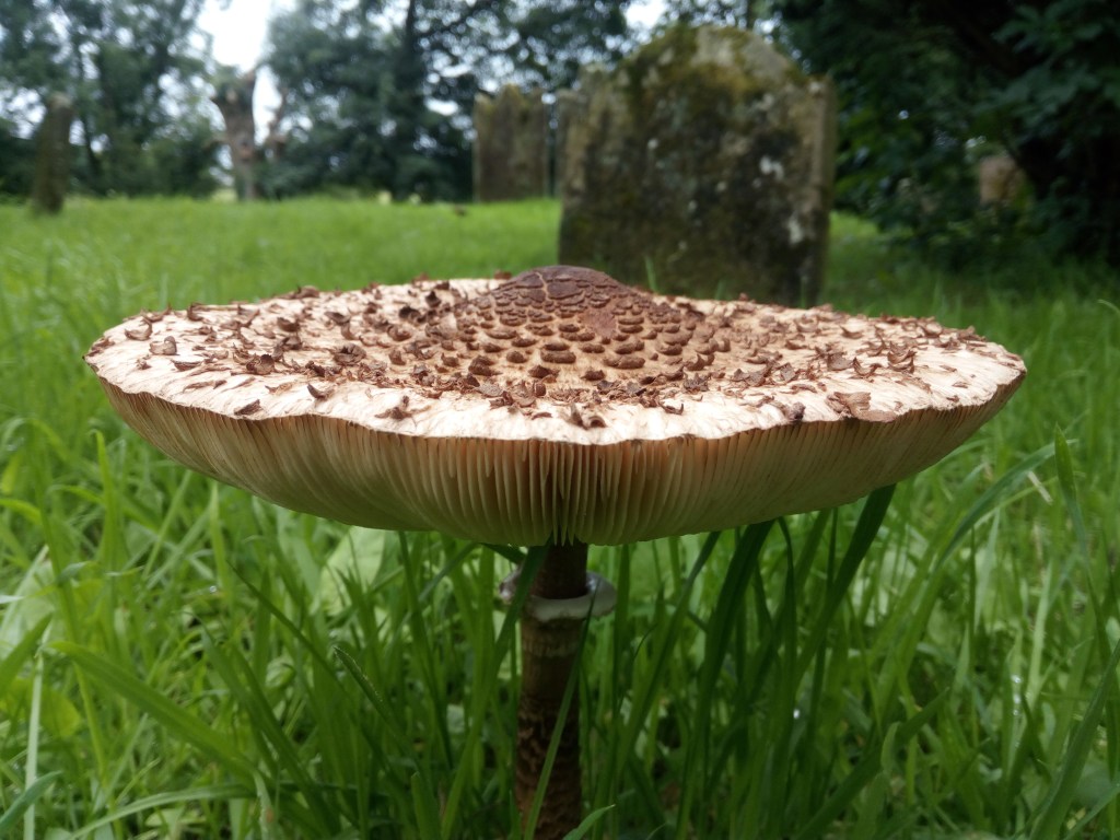 The Magic of&nbsp;Mushrooms