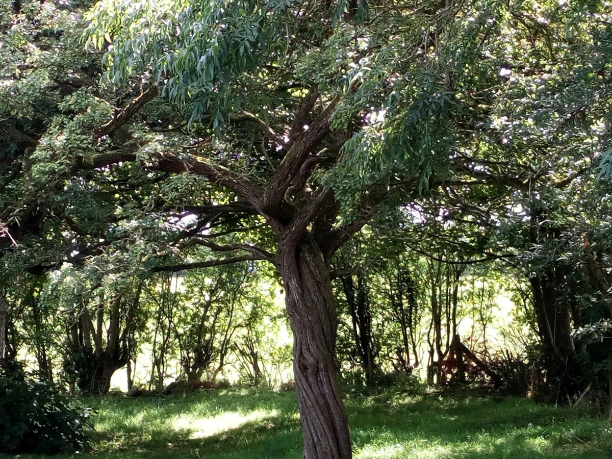 Drone Survey Chasing&nbsp;Éowyn