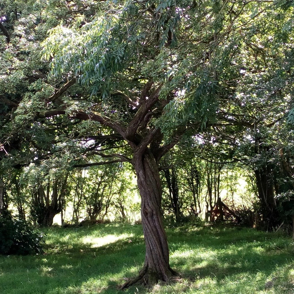 Drone Survey Chasing&nbsp;Éowyn