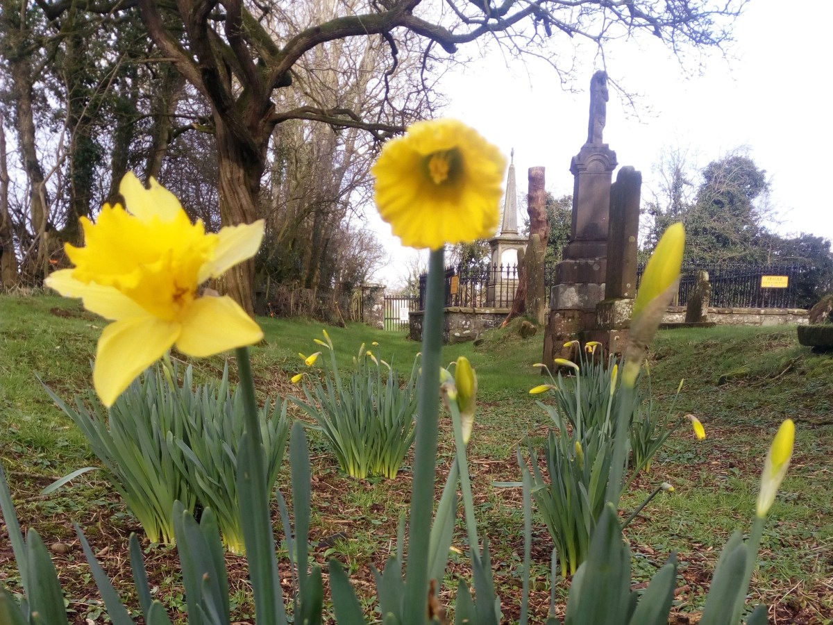 Daffodils on the&nbsp;March