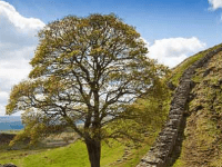 Sycamore is Acer in&nbsp;Nature