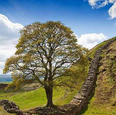 Sycamore is Acer in&nbsp;Nature