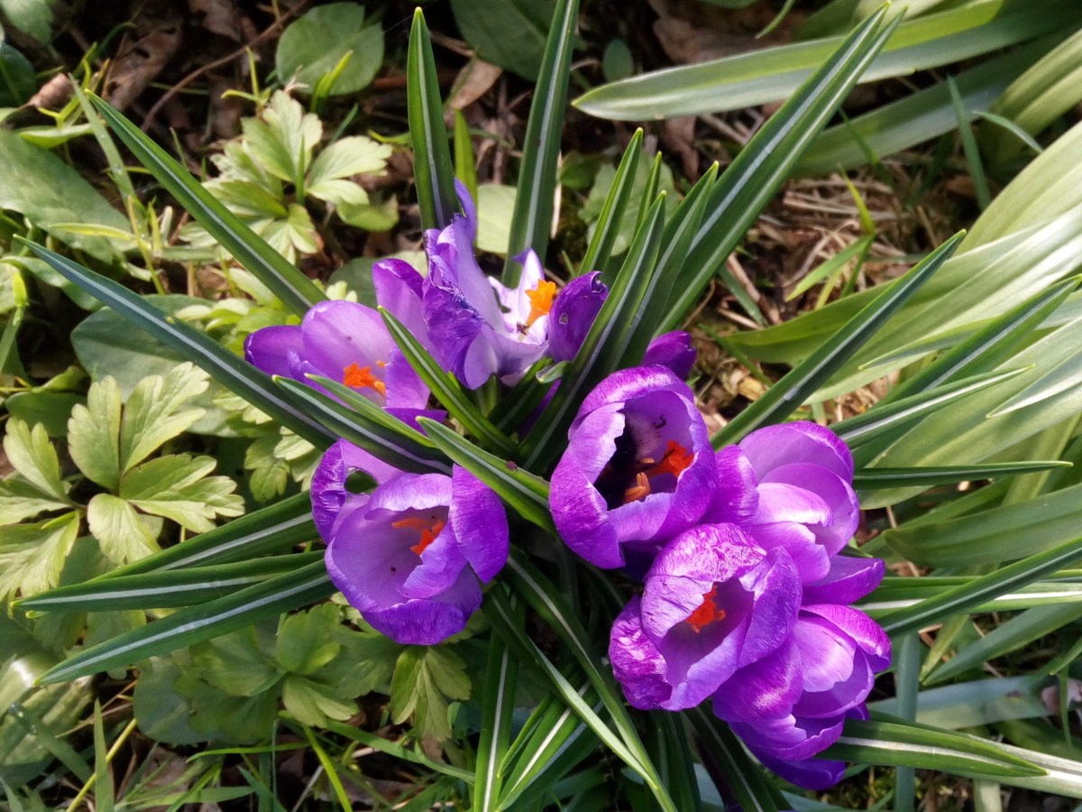 The Crocus Awakes
