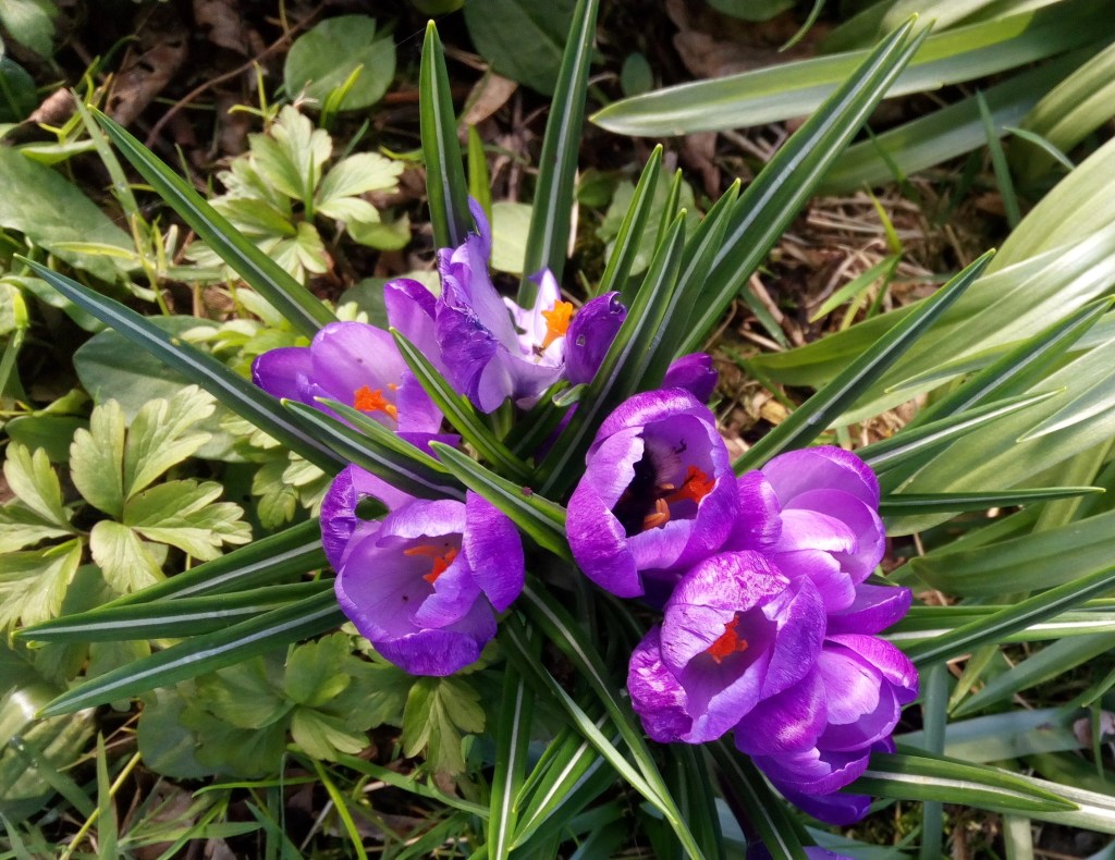 The Crocus Awakes
