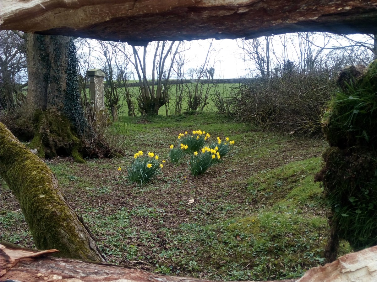 Drone Survey of Tree-cutting at&nbsp;Ballyeglish