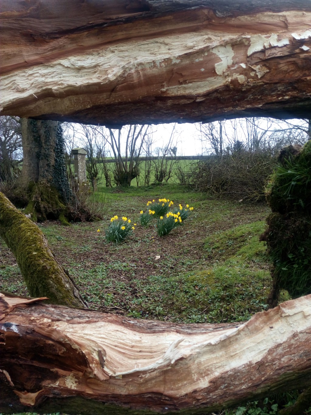Drone Survey of Tree-cutting at&nbsp;Ballyeglish